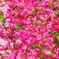 25 Rose PINK WAX BEGONIA Semperflorens Fibrous Shade Flower Seeds