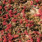 20 NEW ZEALAND BURRS Scarlet Piripiri Acaena Microphylla Flower Ground Cover Seeds