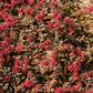 20 NEW ZEALAND BURRS Scarlet Piripiri Acaena Microphylla Flower Ground Cover Seeds