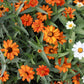 250 Mixed Colors CLASSIC ZINNIA Linearis Angustifolia Narrow Leaf Creeping Mexican Flower Seeds