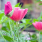 500 CARMINE King CALIFORNIA POPPY Pink Eschscholzia Californica Flower Seeds