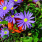 200 Purple Mix SWAN RIVER DAISY Brachyscome Iberidifolia Flower Seeds