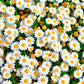 100 White DWARF CREEPING DAISY Chrysanthemum Paludosum Leucanthemum Flower Seeds
