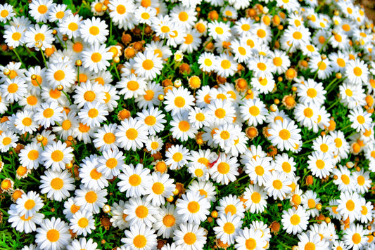 100 White DWARF CREEPING DAISY Chrysanthemum Paludosum Leucanthemum Flower Seeds