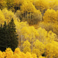50 Golden QUAKING ASPEN TREE Populus Tremuloides White Bark Yellow Fall Cold Hardy Seeds