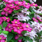 10 MIXED HYBRID CLEMATIS Hybrida Red Purple Pink Blue Bicolor Flower Vine Seeds