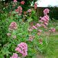 250 VALERIAN (Garden Heliotrope / Heal All) Valeriana Officinalis Herb Flower Seeds