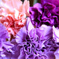 100 RAINBOW CARNATION Mix Mixed Colors Dianthus Caryophyllus Flower Seeds