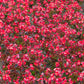 25 WAX MIXED BEGONIA Semperflorens Fibrous Mixed Colors Red Pink White Two Tone Shade Flower Seeds