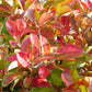 50 BLACK CHOKEBERRY Aronia Melanocarpa White Flower Fruit Shrub Seeds