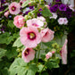 25 PALE PINK HOLLYHOCK Light Alcea Rosea Flower Seeds Perennial