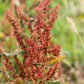 100 SHEEP SORREL Rumex Acetosella Red Field Sorrel Sour Weed Herb Flower Seeds
