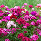 500 MIXED Colors SWEET WILLIAM Dianthus Barbatus Color Mix Red White Pink Bicolor Flower Seeds