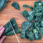 1500 LACINATO KALE Dinosaur Tuscan Black Brassica Oleracea Vegetable Seeds
