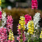 2000 SNAPDRAGON CORONA MIX Antirrhinum Majus Flower Seeds