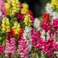 2000 SNAPDRAGON CORONA MIX Antirrhinum Majus Flower Seeds