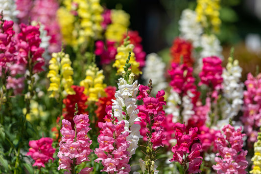 2000 SNAPDRAGON CORONA MIX Antirrhinum Majus Flower Seeds