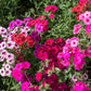 100 Mixed Colors DRUMMOND PHLOX MIX Pink, Red, White, Purple Phlox Drummondii Flower Seeds