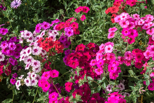 100 Mixed Colors DRUMMOND PHLOX MIX Pink, Red, White, Purple Phlox Drummondii Flower Seeds