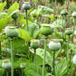 1000 POPPY " THE GIANT " Papaver Giganteum Pink & Purple Huge Pods Flower Seeds