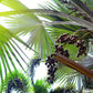 10 Hardy SABAL PALM TREE Cabbage Palmetto Flower Seeds