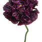 250 BLACK PEONY POPPY Papaver Peoniflorum Flower Seeds