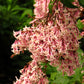 30 PINK LILAC Hungarian Lilac Tree Shrub Syringa Josikaea Fragrant Flower Seeds