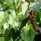 25 BLACK PEPPERCORN Black Pepper Piper Nigrum Spice Vine Seeds