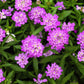 2000 TALL MIX CANDYTUFT Iberis Umbellata Mixed Colors Ground Cover Flower Seeds
