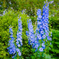 350 Blue with Pink ROCKET LARKSPUR DELPHINIUM Consolida Ajacis Seeds