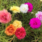 100 Mixed Colors PORTULACA MOSS ROSE Grandiflora Flower Seeds