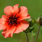 50 NEPAL CINQUEFOIL / POTENTILLA Nepalensis Pink Red Flower Seeds