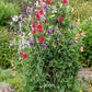 60 Mixed Colors SWEET PEA ROYAL Family Mix Lathyrus Odoratus Flower Vine Seeds