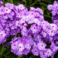 10 TALL GARDEN PHLOX Paniculata Mixed Colors 'New Hybrids Mix' Flower Seeds