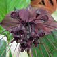 5 BLACK BAT FLOWER ( Cats Whiskers / Devil Flower ) Tacca Chantrieri Flower Seeds