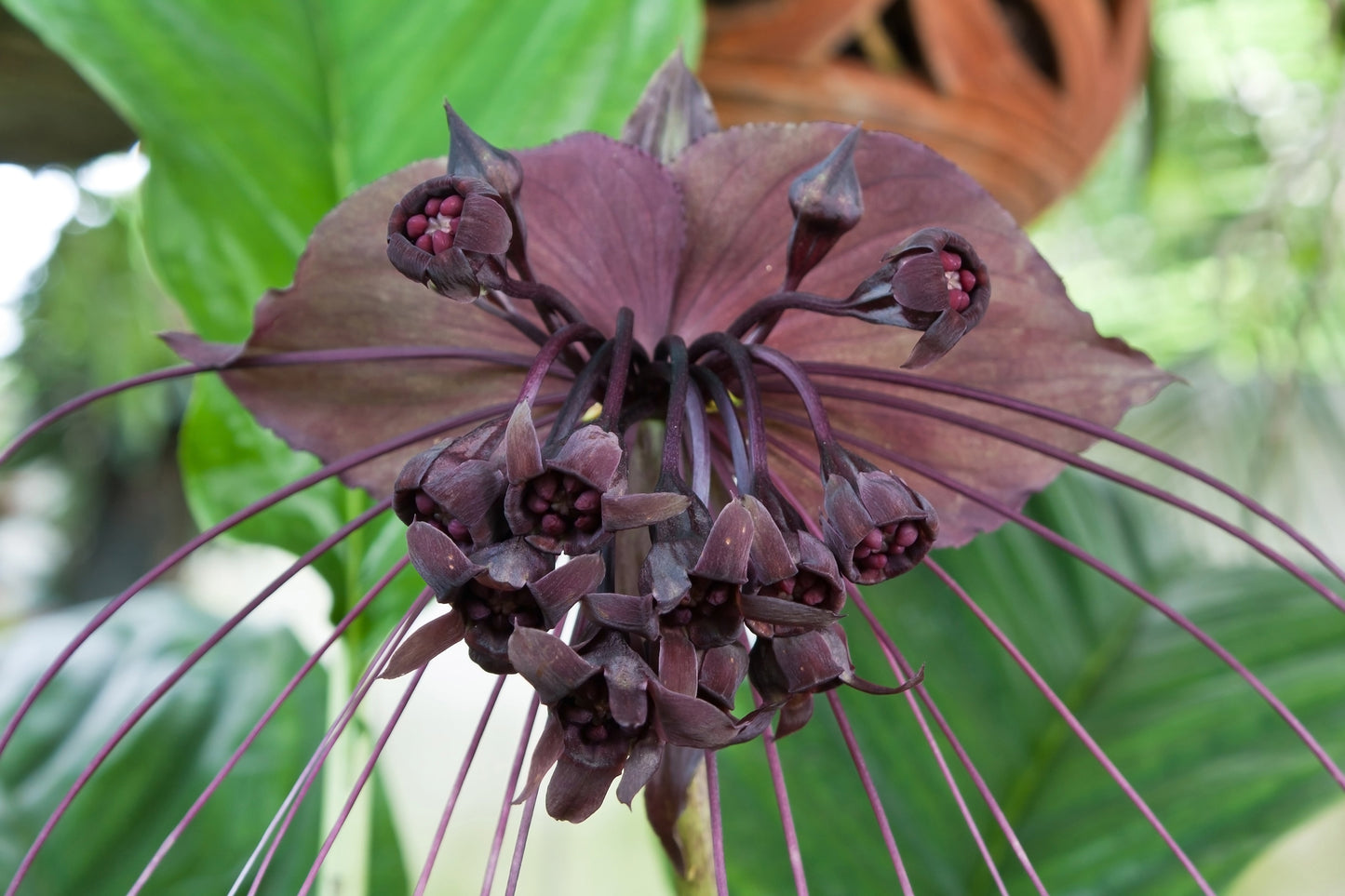 5 BLACK BAT FLOWER ( Cats Whiskers / Devil Flower ) Tacca Chantrieri Flower Seeds