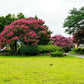 35 Dark PINK CREPE MYRTLE Lagerstroemia Indica Flowering Shrub Bush Small Tree Seeds