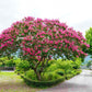 50 MIXED CREPE MYRTLE Lagerstroemia Indica Tree Shrub Crape  6 Color Mix - Red, Purple, Light Pink, Dark Pink, White, & Lilac Flower Seeds