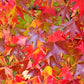 50 AMERICAN SWEETGUM Liquidambar Styraciflua Storax Alligator Sweet Gum Tree Seeds - Great Fall Color! Red Yellow Orange Purple