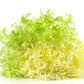 3000 GREEN CURLED ENDIVE (Frisée / Salad Endive / Moss Curled Endive / Escarole) Cichorium Endivia Vegetable Seeds