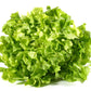 1000 SALAD KING ENDIVE Italian Chicory Greens Cichorium Endivia Vegetable Seeds