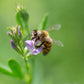 100 CIMARRON ALFALFA Medicago Sativa Ground Cover Forage Purple Flower Seeds