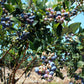 50 Northern HIGHBUSH BLUEBERRY BUSH Vaccinium Fruit Shrub Blue Berry White Flower Seeds