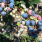 50 Northern HIGHBUSH BLUEBERRY BUSH Vaccinium Fruit Shrub Blue Berry White Flower Seeds
