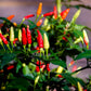 50 TABASCO PEPPER Hot Red Capsicum Fruitescens Vegetable Seeds
