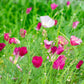 500 CARMINE King CALIFORNIA POPPY Pink Eschscholzia Californica Flower Seeds