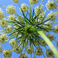 1500 IMPERATOR 58 CARROT Daucus Carota Seeds