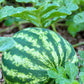 100 CRIMSON SWEET WATERMELON Citrullus lanatus Fruit Melon Seeds