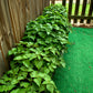 5 TRUE PATCHOULI SHRUB Fragrant Patchouly Pogostemon Cablin Herb Seeds