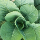 1000 GEORGIA COLLARDS (SOUTHERN or Walking Collards) Collard Greens Brassica Oleracea Acephala Vegetable Seeds
